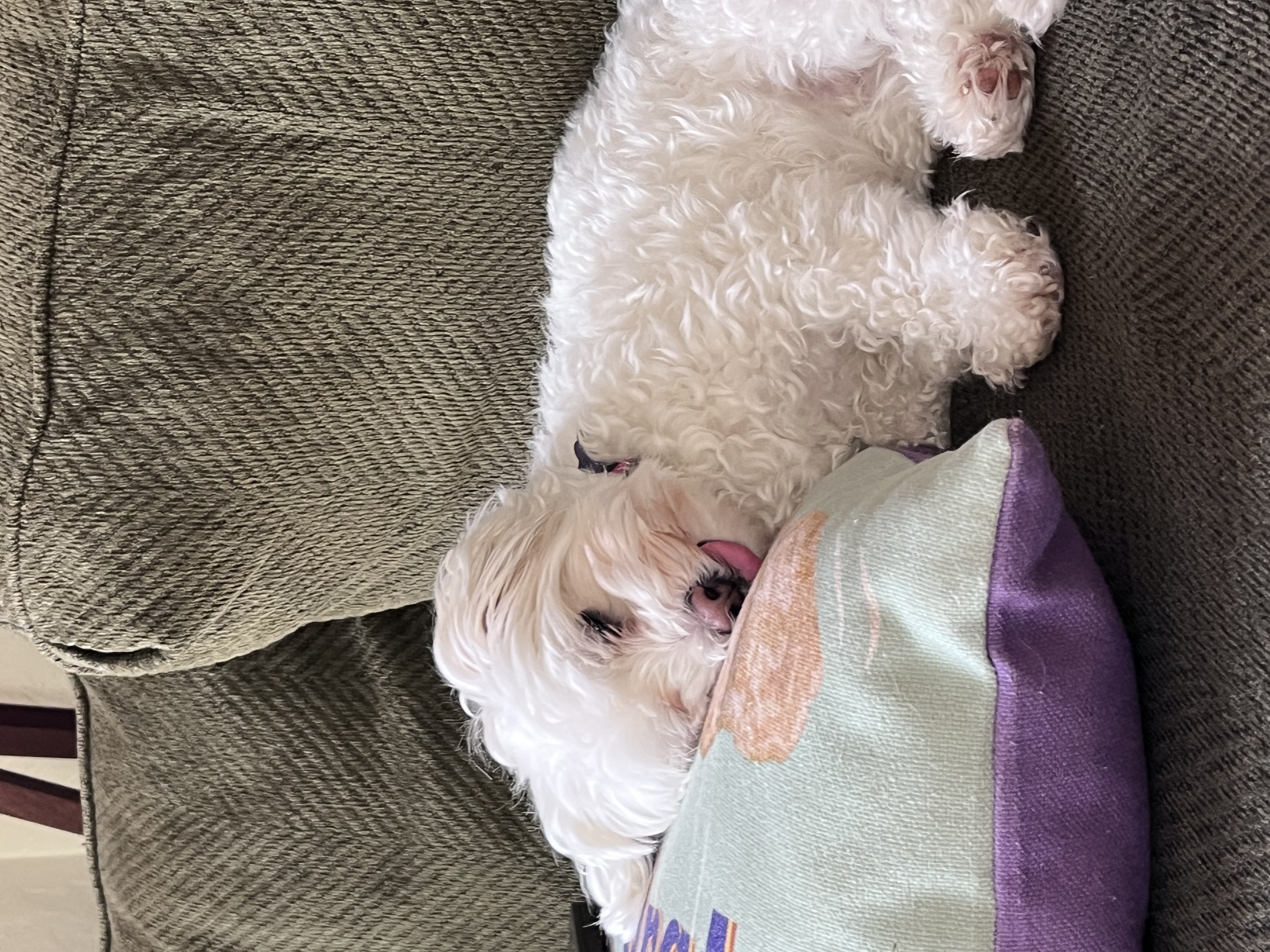 Sugar relaxing on the couch