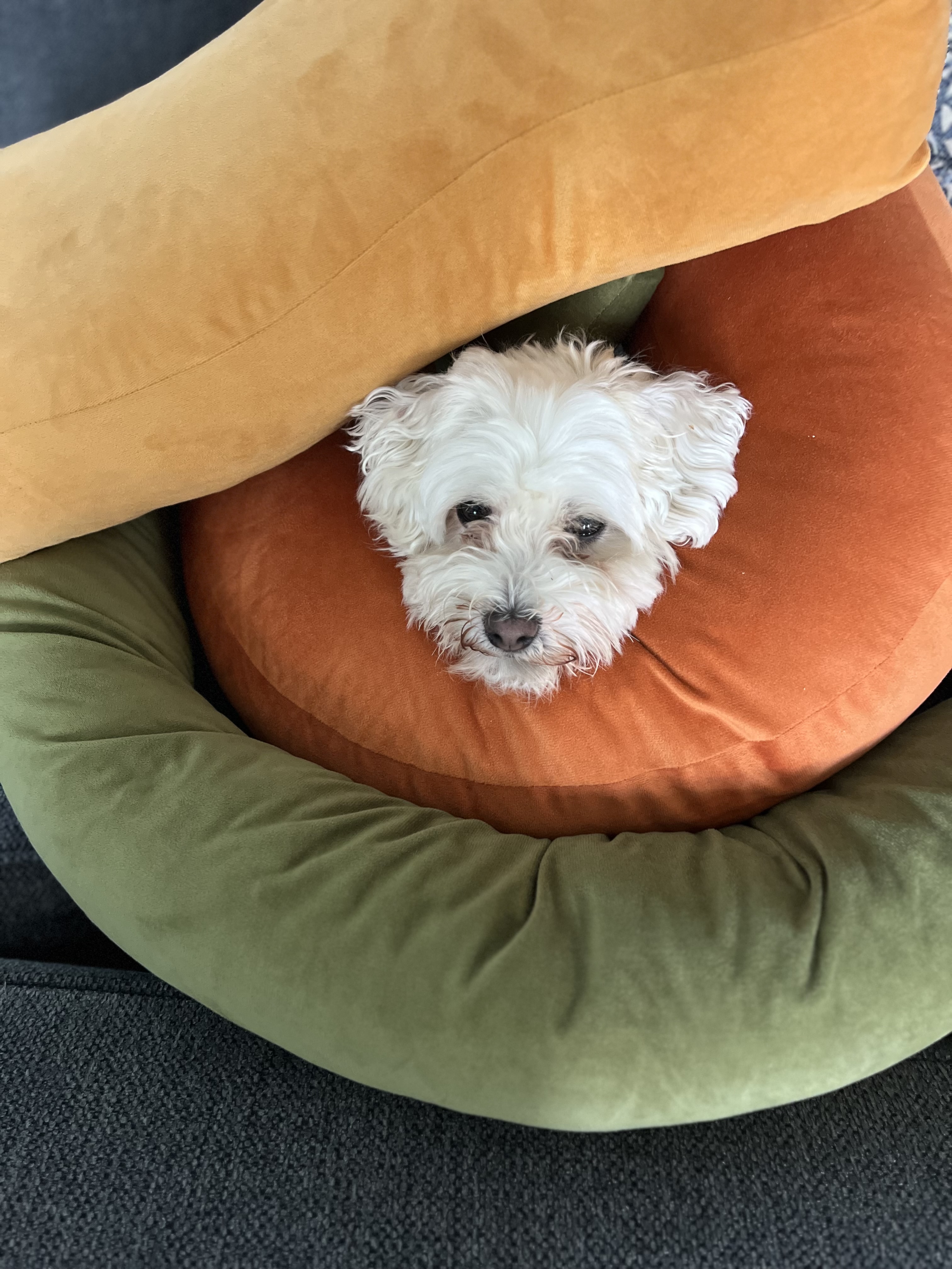 Sugar peeking between cushions