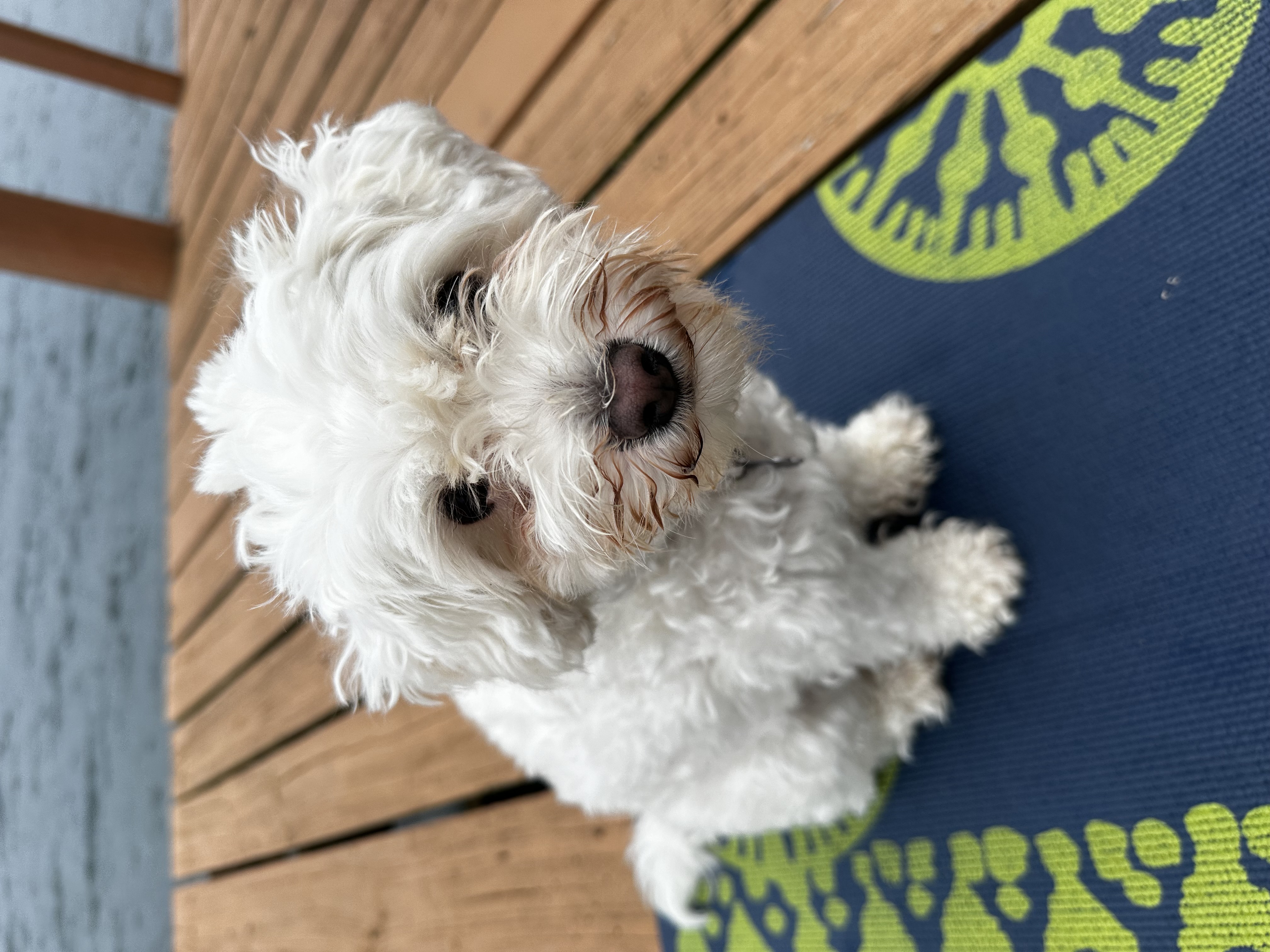 Sugar on the deck by the yoga mat